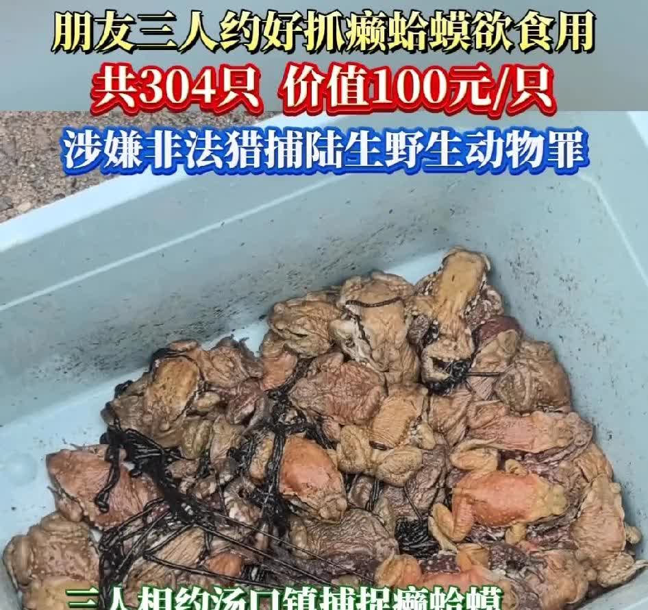 三位好友抓癞蛤蟆欲食用，结果被抓！经查一共304只，100元/只。因非法