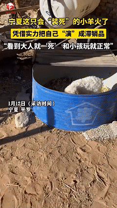 解释不清了！近日甘肃宁夏，金先生准备自己养的小羊卖掉，没想到小羊一看见金先生就晕