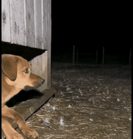 这虽然是动物表演，但给了我们深刻的警示教育。