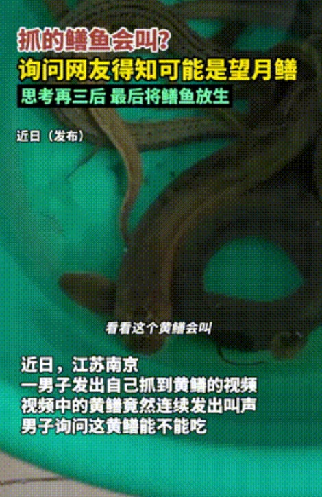 “太神奇了！”江苏，一男子抓了不少黄鳝准备吃，没想到其中一条鳝鱼，竟然发出了婴儿