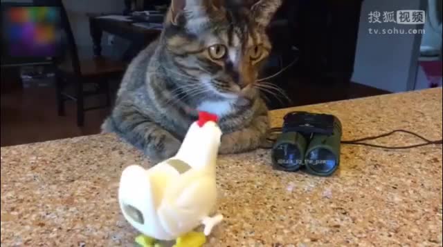 小猫视频搞笑全集 15798408627447525022.jpeg?id=0