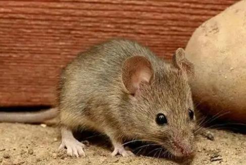 为什么农村老鼠变少了？其实目前农村的老鼠的确比以前少很多，主要原因并不是猫类的泛