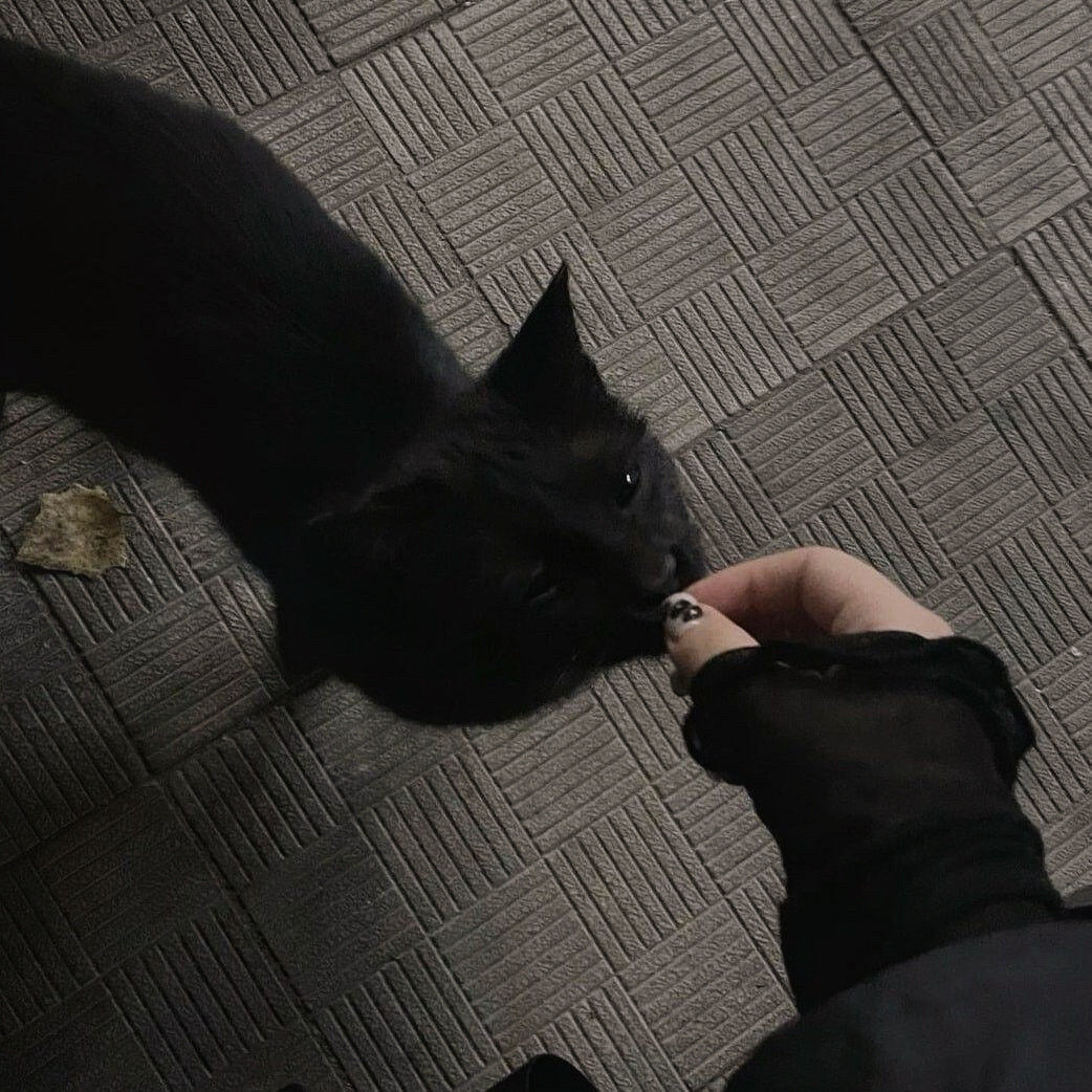 -𝐒𝐇𝐀𝐑𝐄｜欧阳娜娜头像背景图搭配⸝⸝🐾꙳☕◟🩶。