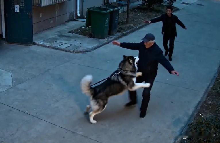 遛狗不拴绳，赔了42万还丢人！七旬老人被狗扑倒身亡，家属只要10万，狗主竟说赔不