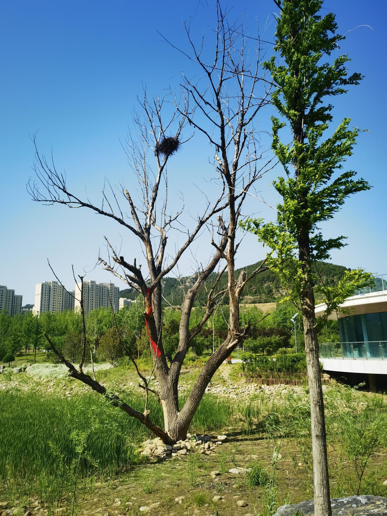 山东实力高校在竭尽全力争取“双一流”，据说山东农业大学和山东师范大学在竞争，不过
