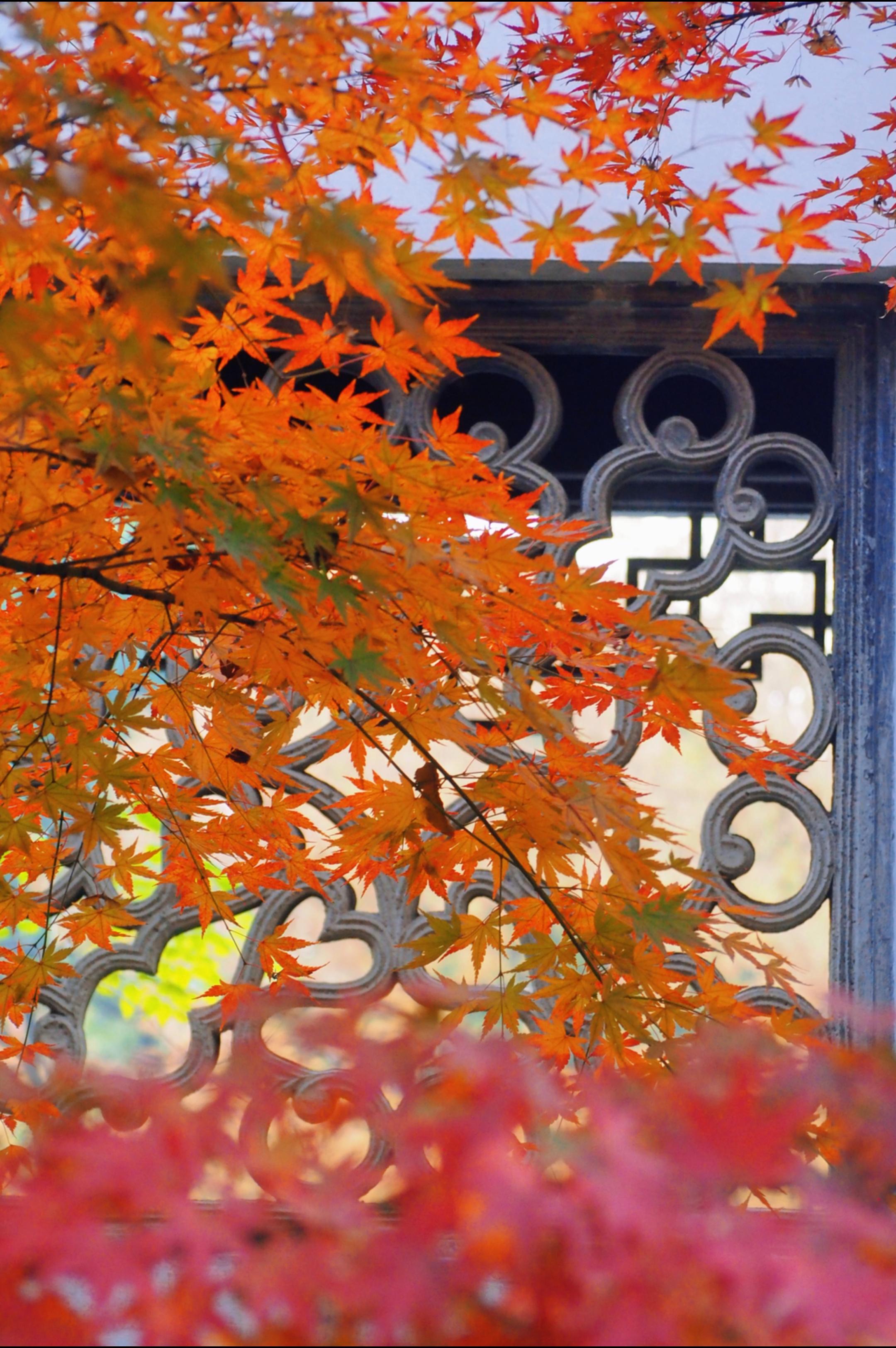 👋🏻啊浙 明年秋天再见🍂