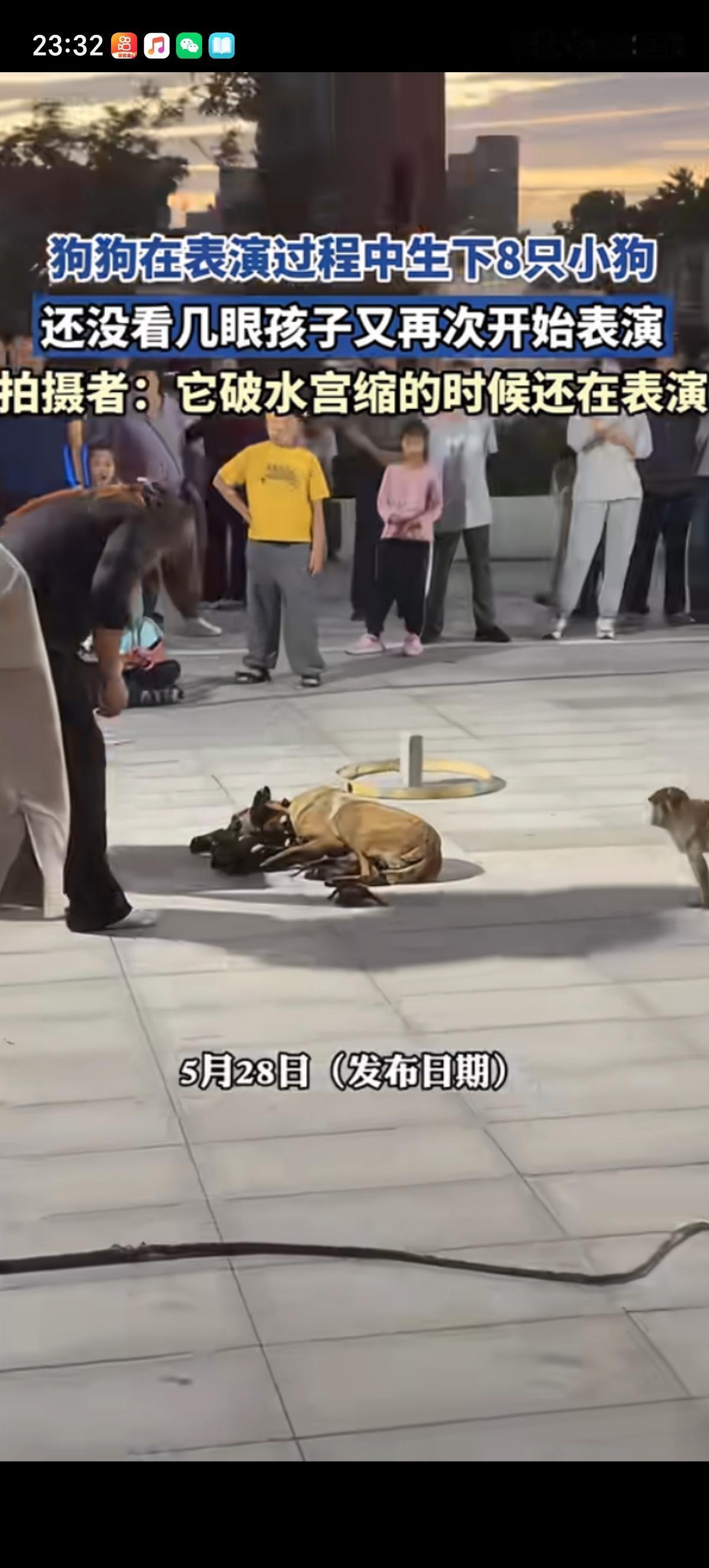 狗上班也不容易啊，一只怀孕的马犬，在广场表演时突然破水、宫缩，当场生下8只小狗。