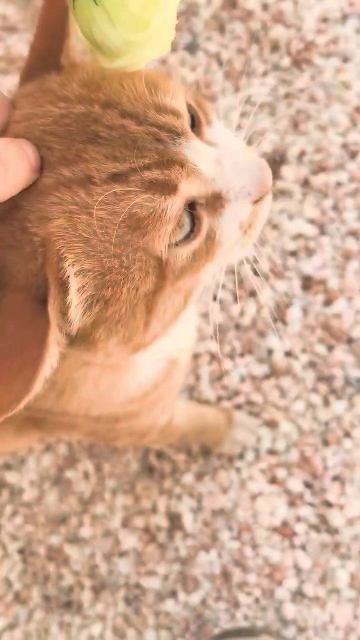 小猫咪你吃鸡蛋嘛