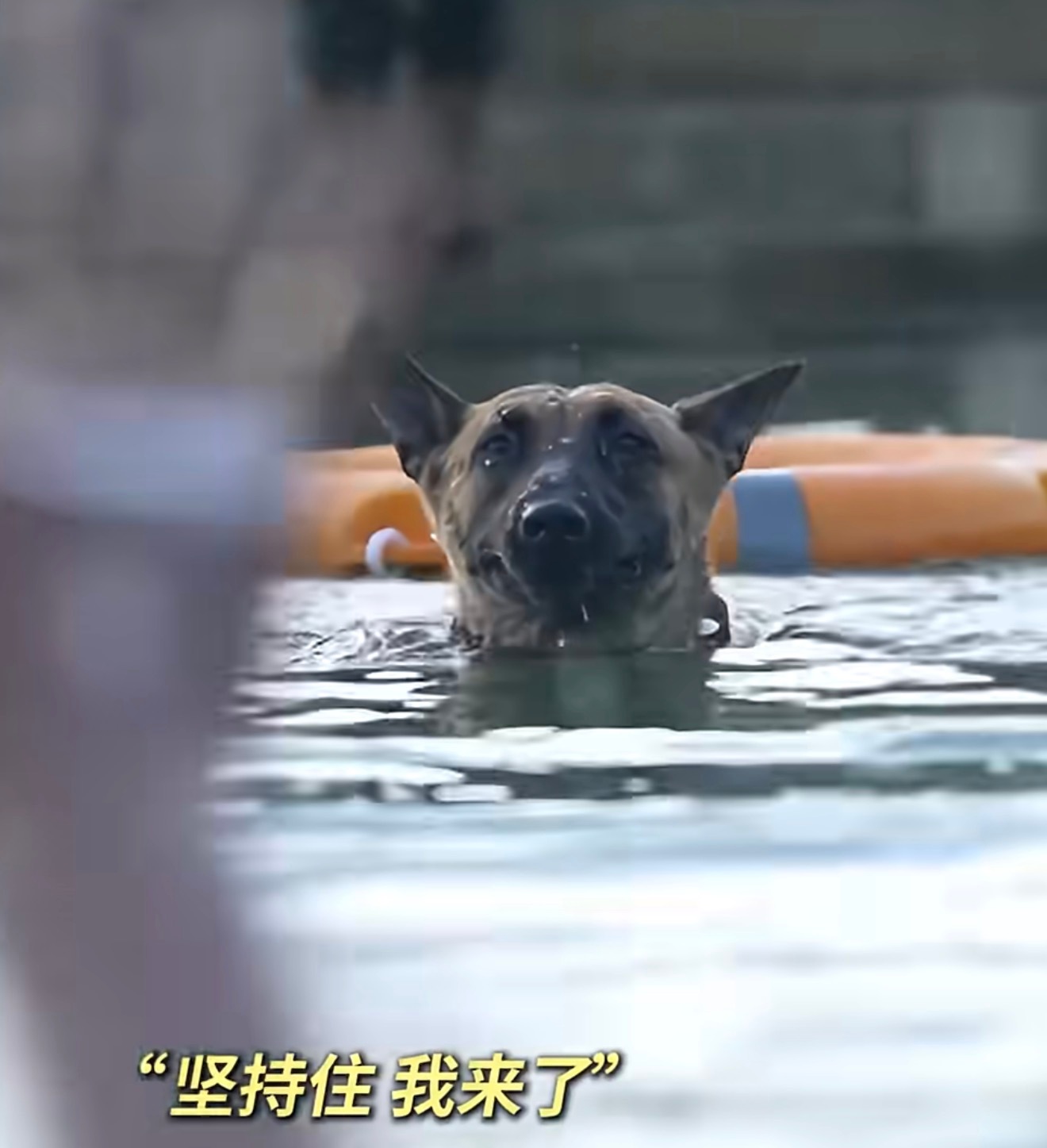 军犬救援演练发现是熟人扭头就走，哈哈哈，军犬追风心里估计在想：玩我呢？你游的比我