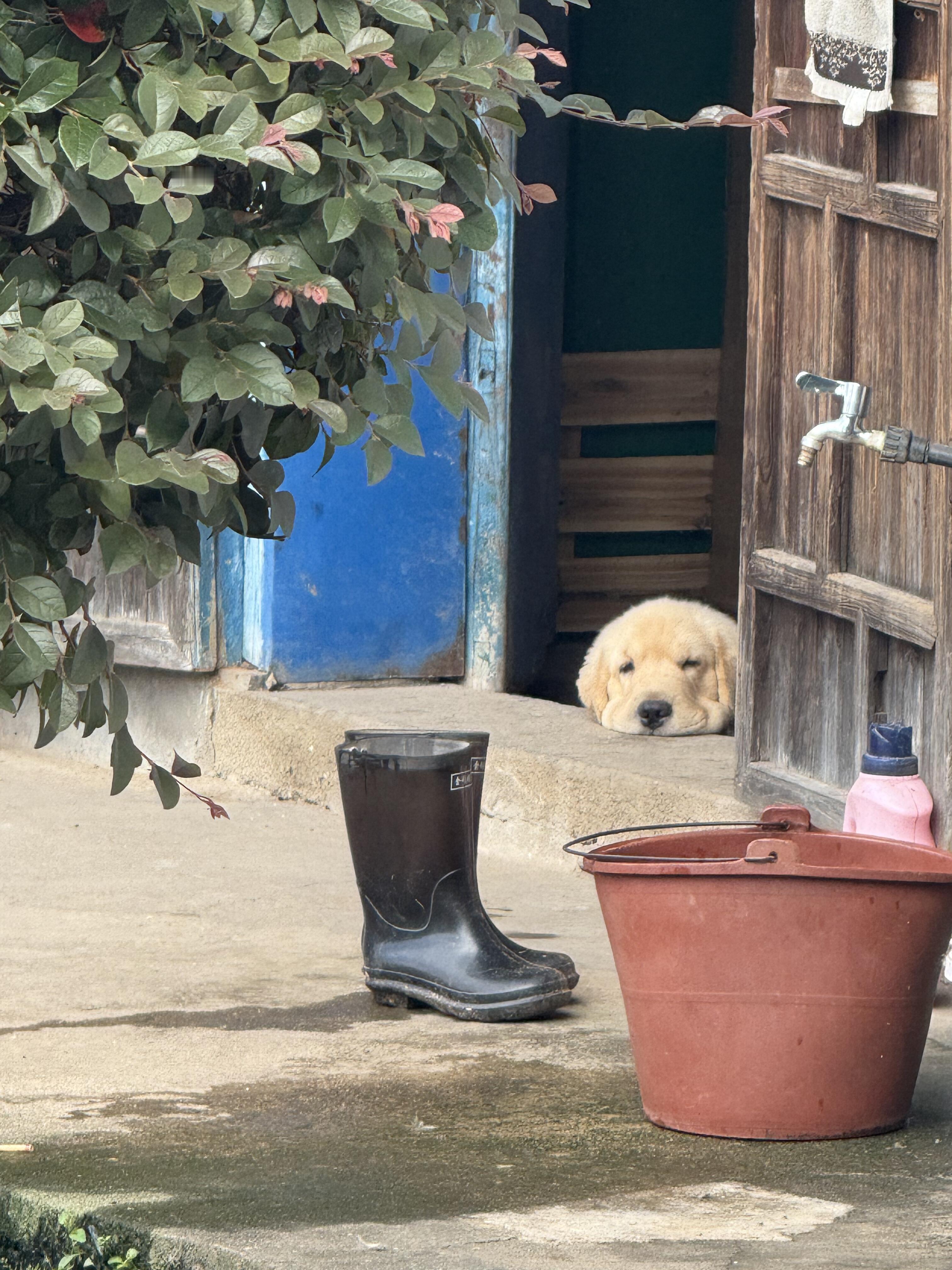 小狗也会有烦心事​​​