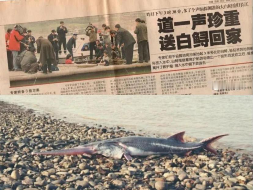 2003年1月24日上午，渔民刘云华和妻子正在长江上打渔。突然，他的船剧烈地摇晃