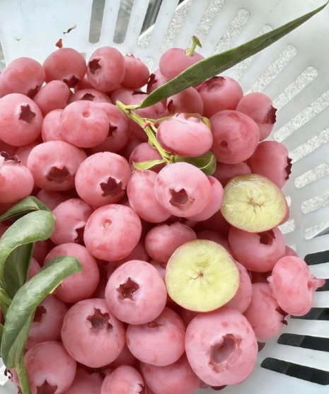 你跟我说多少？？这粉色蓝莓要400一斤