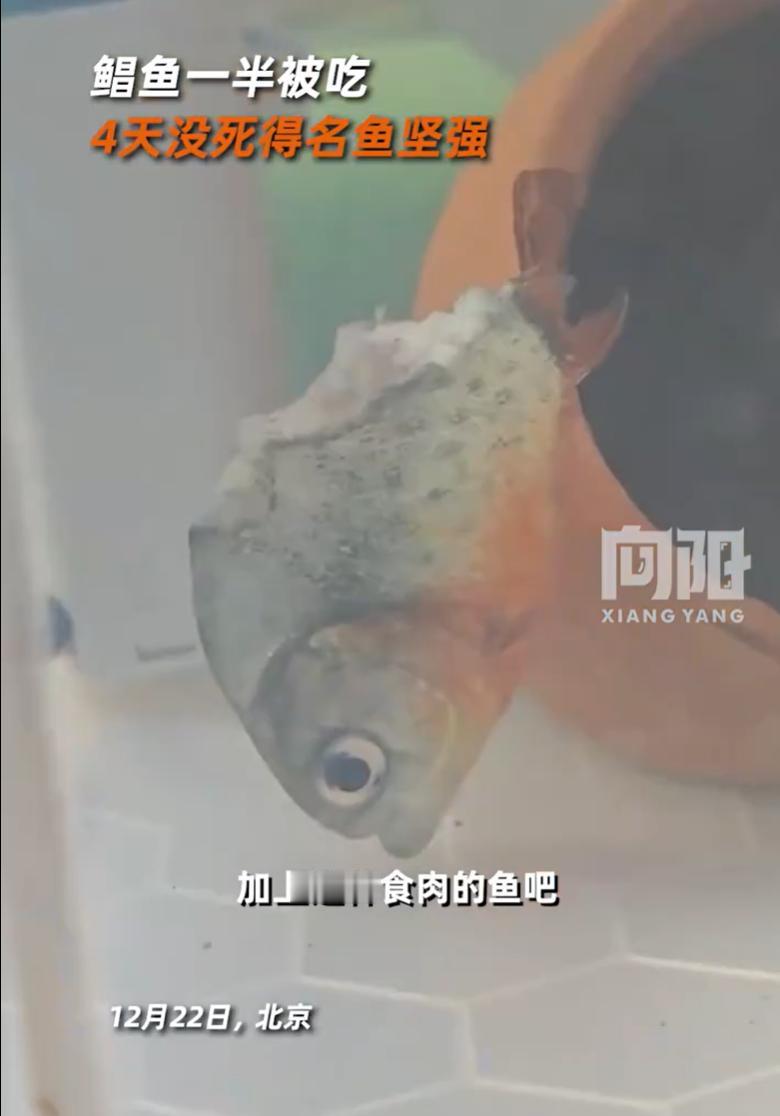 解释不清了！北京，男子在家中养了几条水虎鱼，也就是常说的食人鱼。养了一年多一直相