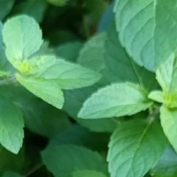 种植🍃薄荷的种植方法和时间如下：1.播种时间：薄荷的播种时间主要根据各地气