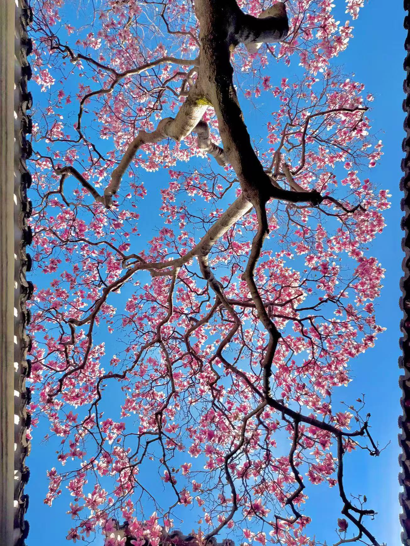 苏州春日游｜双塔游玩攻略！