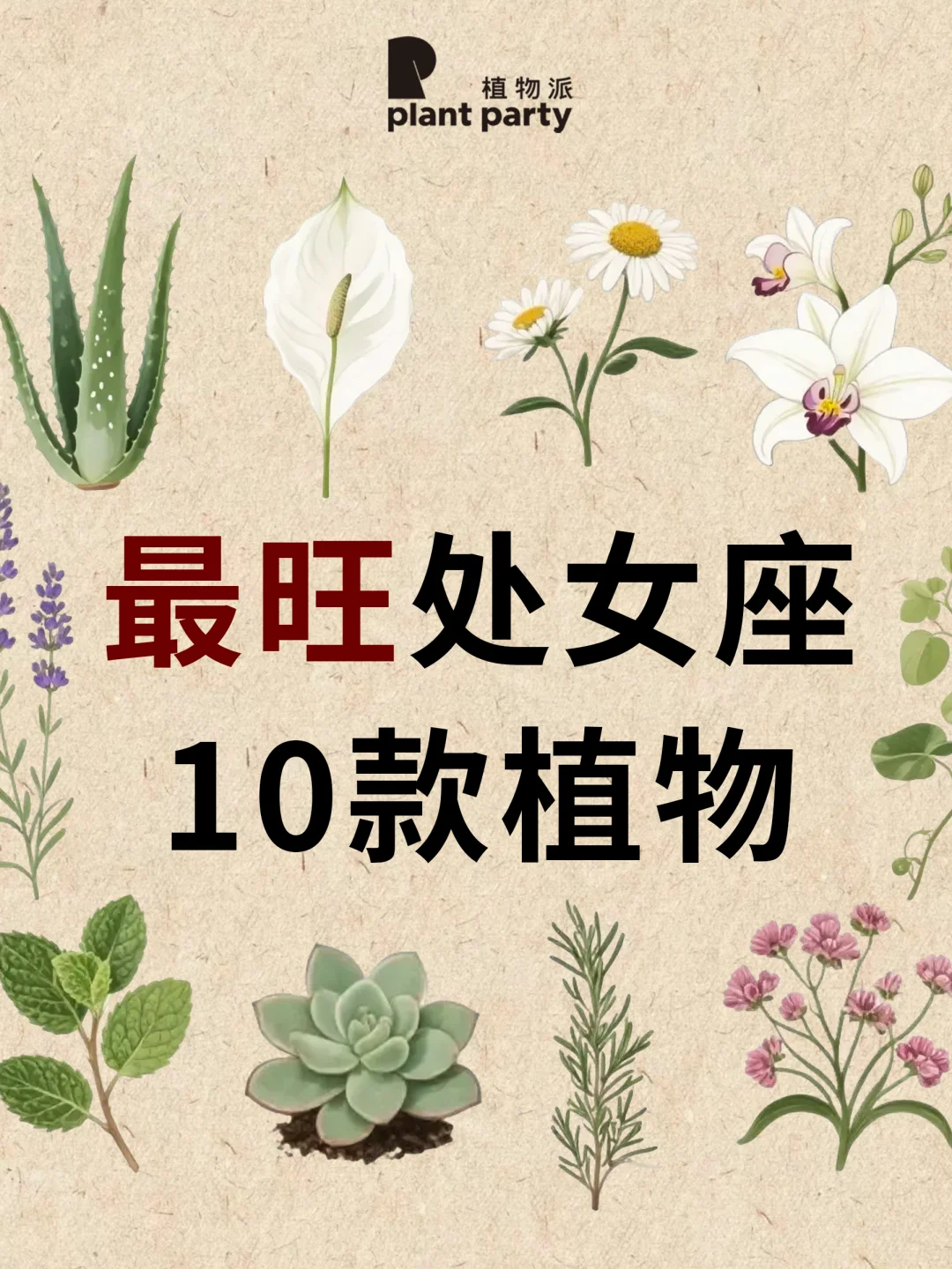 处女座一生最旺天选植物💰旺到发光