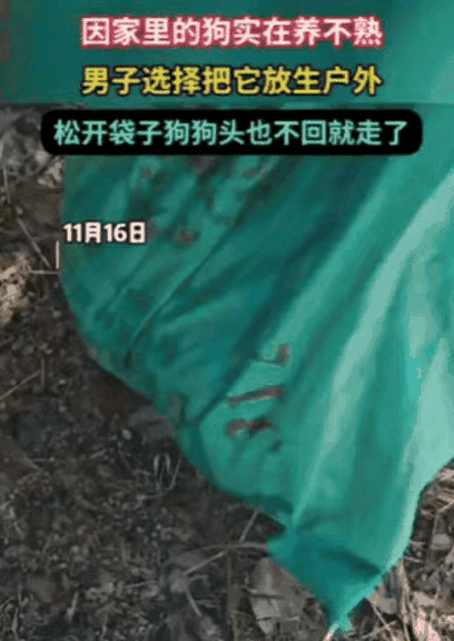 别人给男子一条狗，到家后几个月跟人都不亲，用了多种方法还不行，狗护食还呲牙，男子