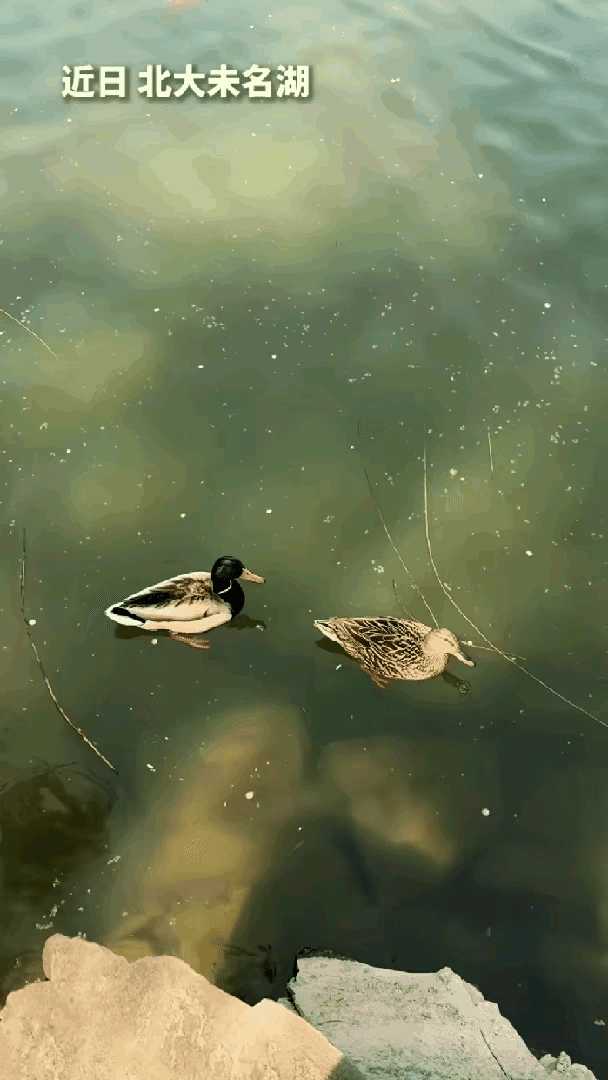 万物有灵，北大未名湖，一女子在喂鸭子，鸭子排着队吃丢的小片面包，一条锦鲤悄悄加入
