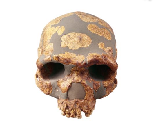 1984年，辽宁一男子把刚挖出来人的头盖骨带回了家，吓得刚刚还有说有笑的邻居们四