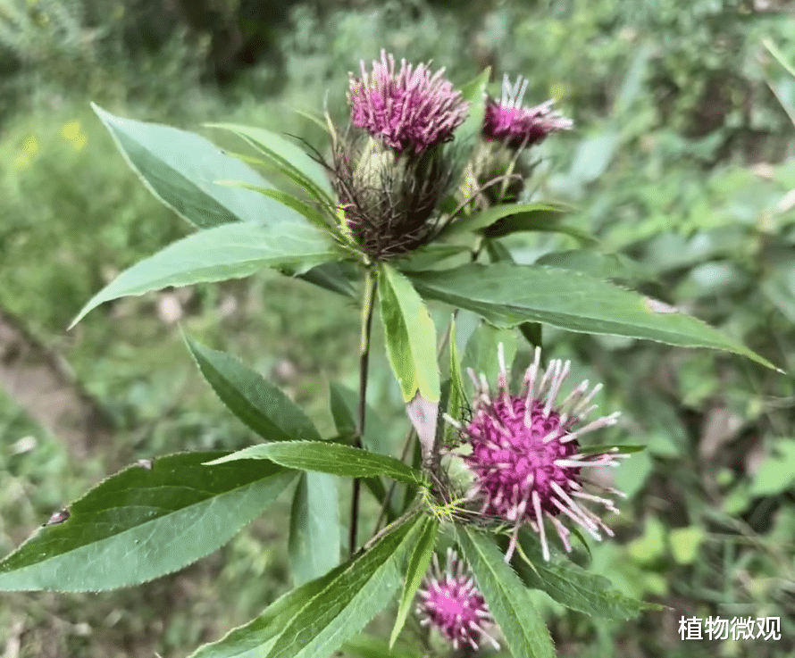 起飞了,这植物价格暴涨至180元/斤,俗称“<em>原来的比特币交易网现在是哪一个网站</em>”遇到请重视!