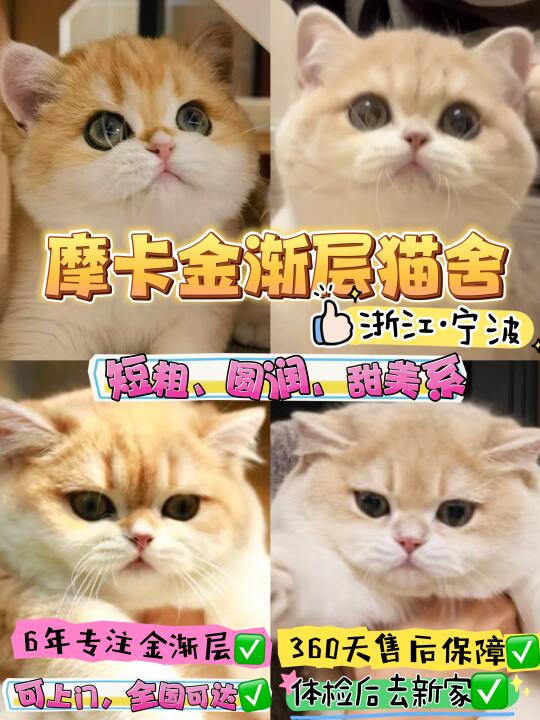 宁波摩卡金渐层猫舍简介，可上门售后有保障