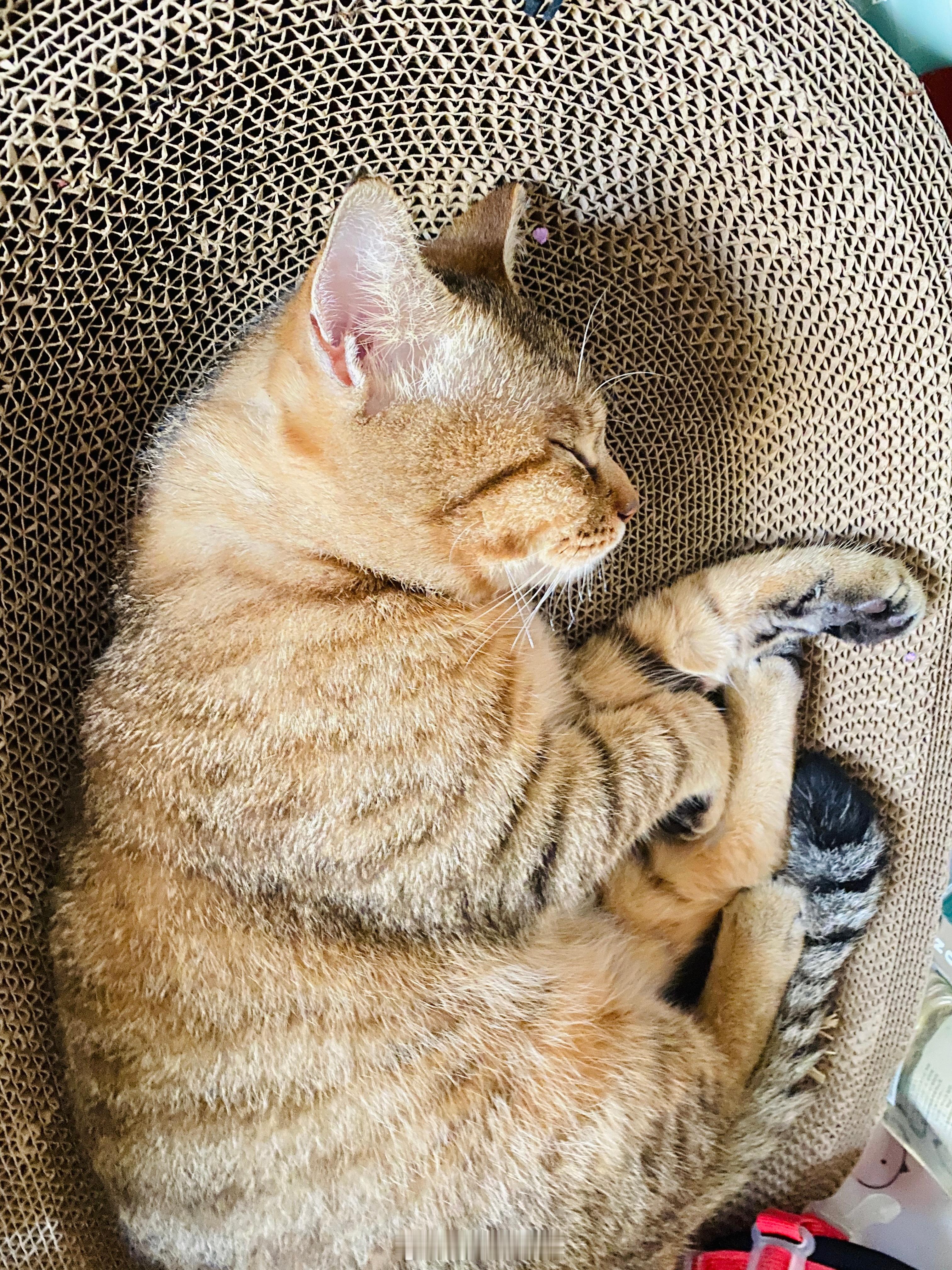 发现我的小猫每天都在重复同一天我的小猫好乖巧啊，虽然是恶名在外的狸花猫，但在家里