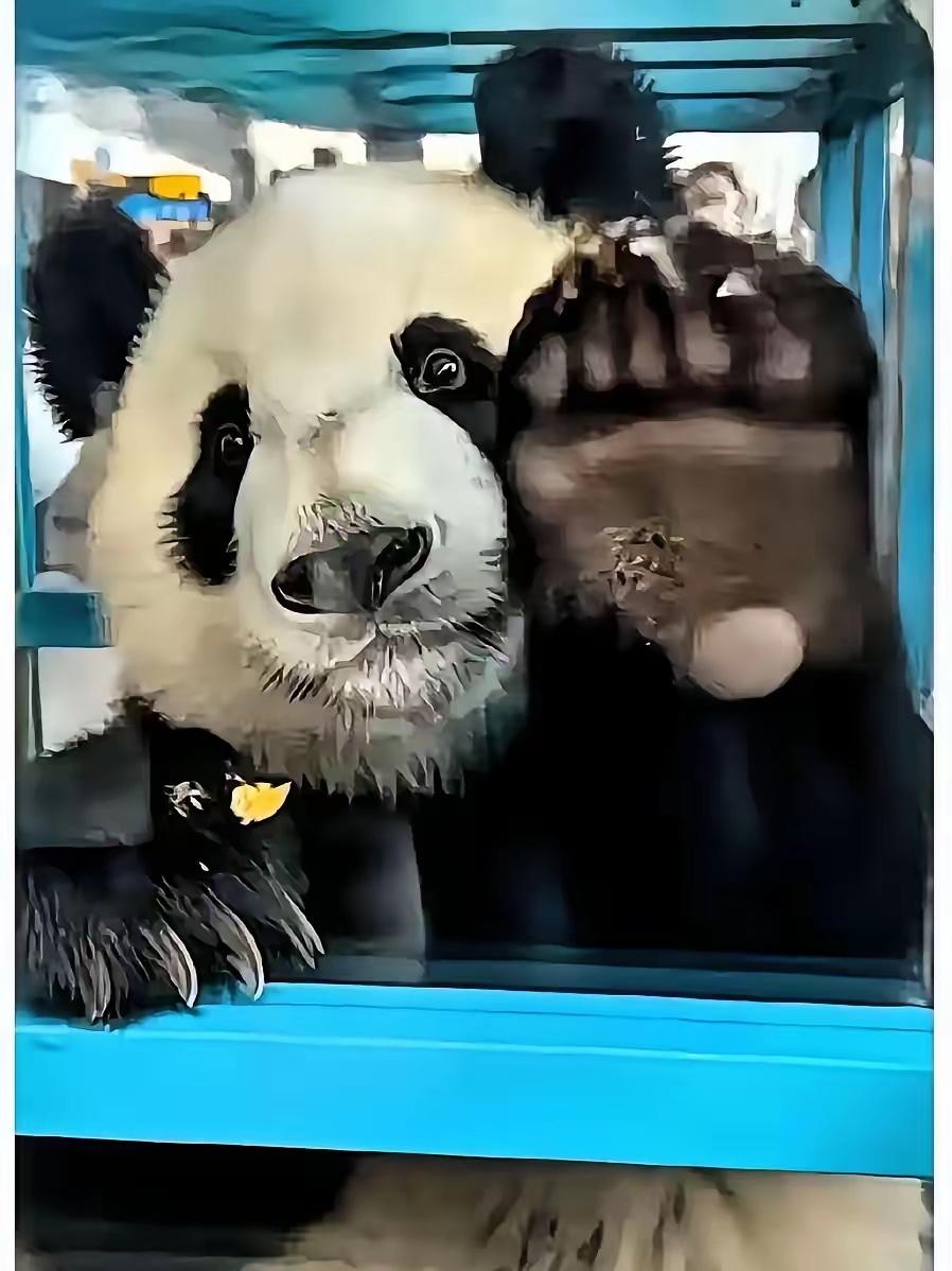 咱国宝晓晓这“变脸”绝了！在日本时头也不回走得干脆，仿佛多待一秒都嫌腻，一落地四