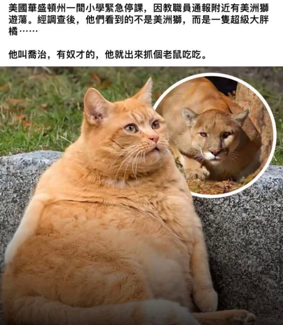 动物凶猛​​​