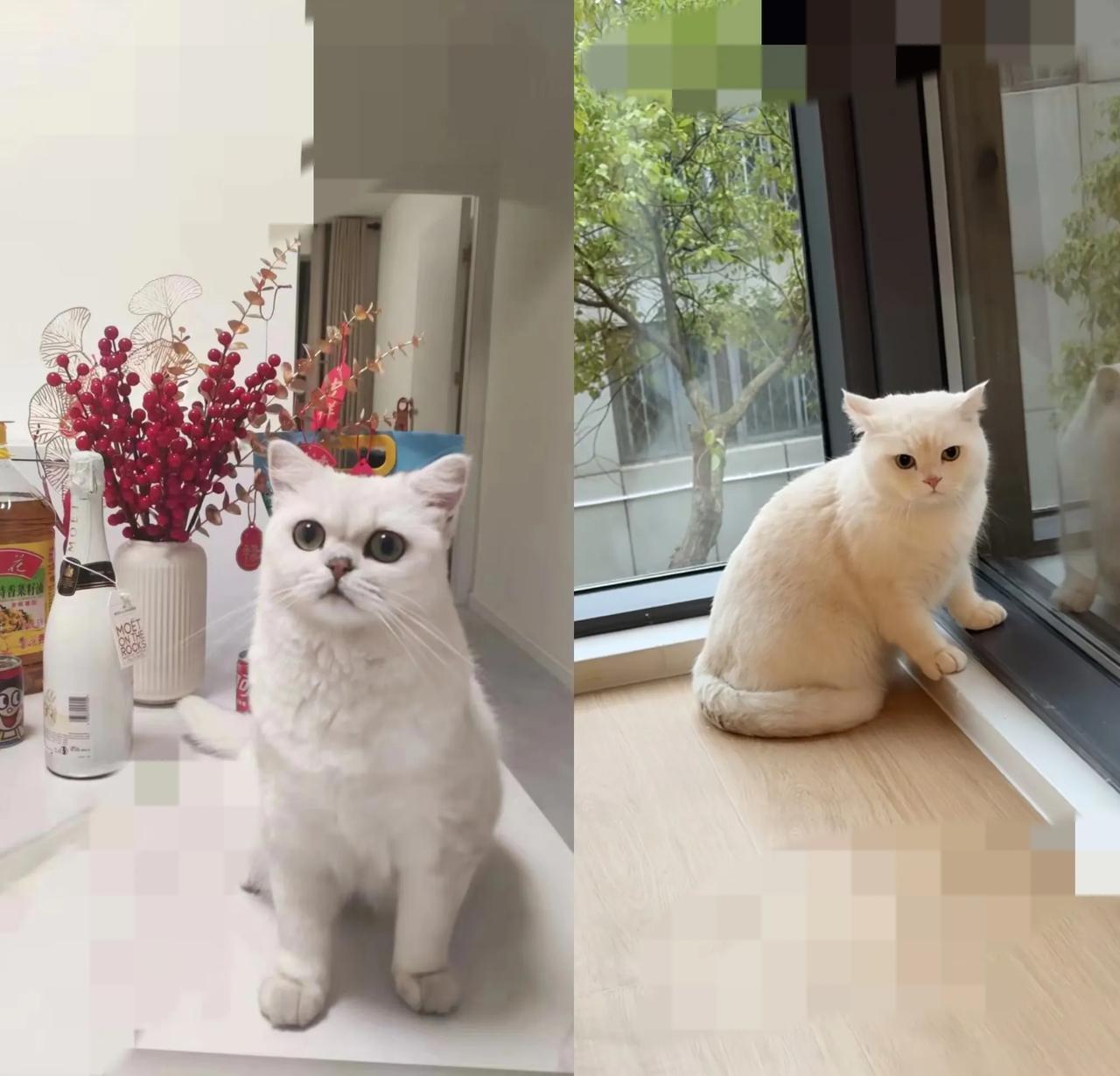 谁能想到关个窗户还捡回只猫？昨儿给儿子新房通风，哪料这小机灵