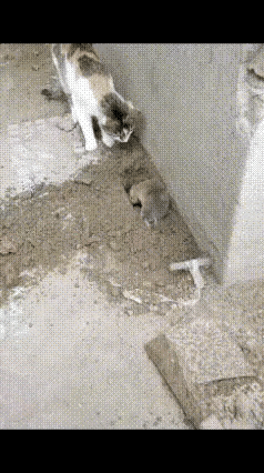 这只老鼠在猫咪的眼皮底下打洞逃生。虽然可笑，但这也是它唯一的办法。这叫平时不