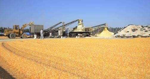 “断粮威胁”被现实打脸！中国粮食产量连年破纪录，美国大使误判惹争议