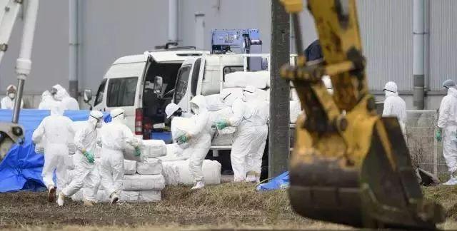 所有中国人需警惕！日本出现新疫情，这种肉要少吃。猪瘟听起来吓人，先把最重要的