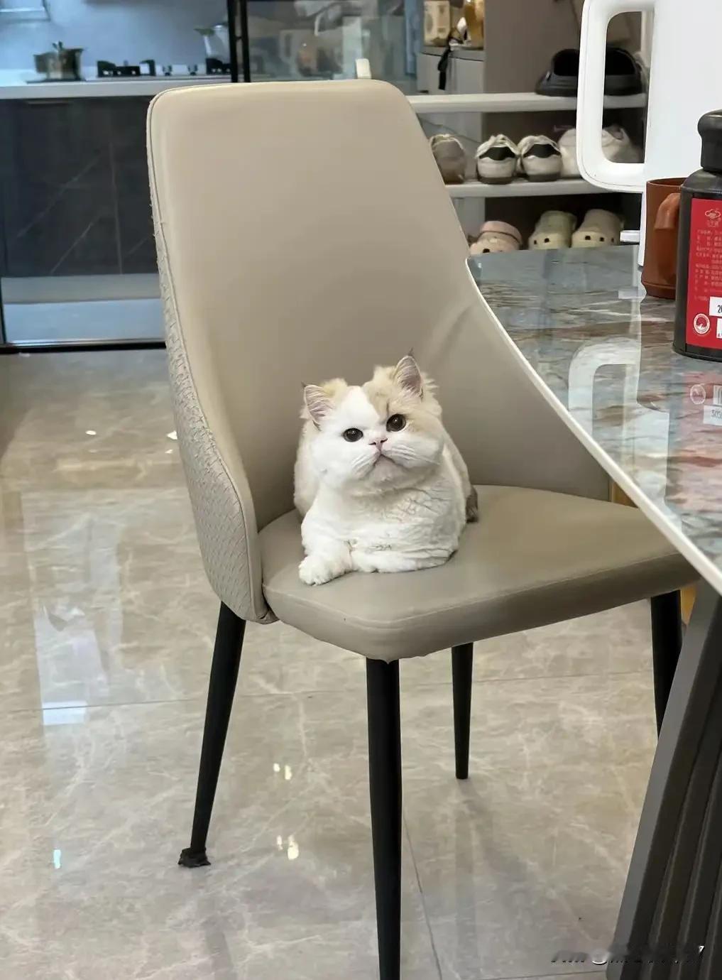 这位铲屎官坦言，自家猫咪虽无血缘关系，却被她当成亲骨肉悉心照料。从幼时亲手喂奶、