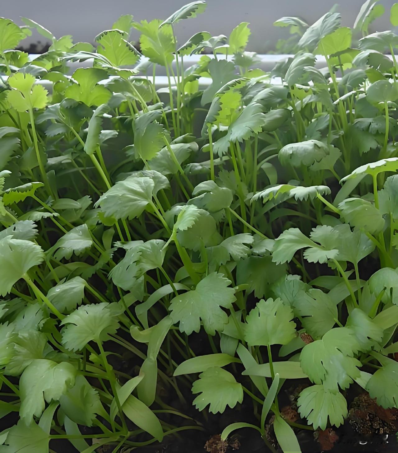 一斤香菜卖到8块！还不自己种实现香菜自由吗？我去超市买点香菜，你猜猜多少钱