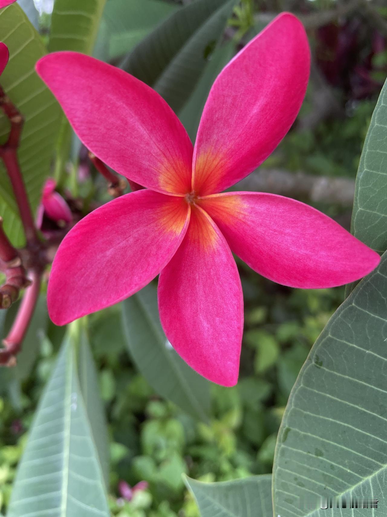 女人对男人一定不要见色起意，见色起意是很危险的。一女子，来咨询徐律，她发现老公和