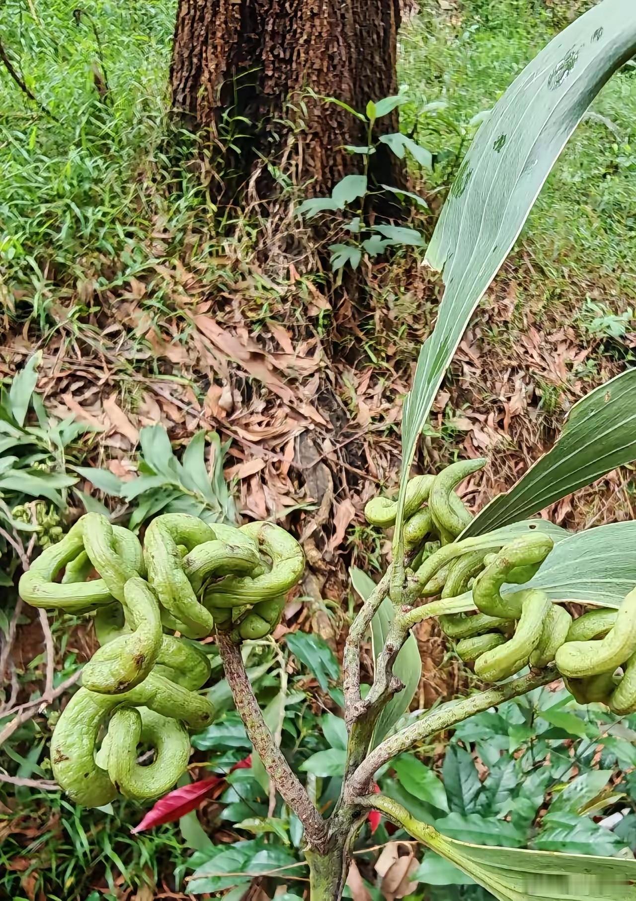 近日，广西南宁，一位护林员在山林进行日常巡护时，没成想，竟在一棵粗壮的老树旁，意