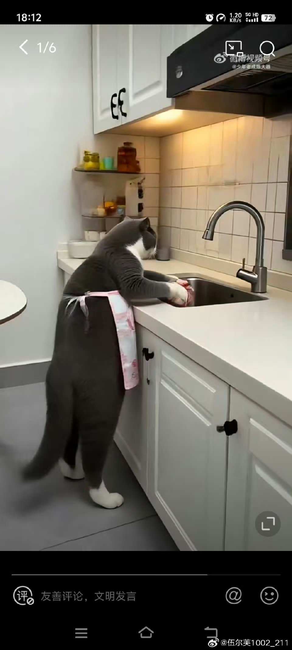 我家猫给我做了四菜一汤猫猫冷知识大赏！猫猫舌倒刺虽有妙用，却让吞毛成常态，只能