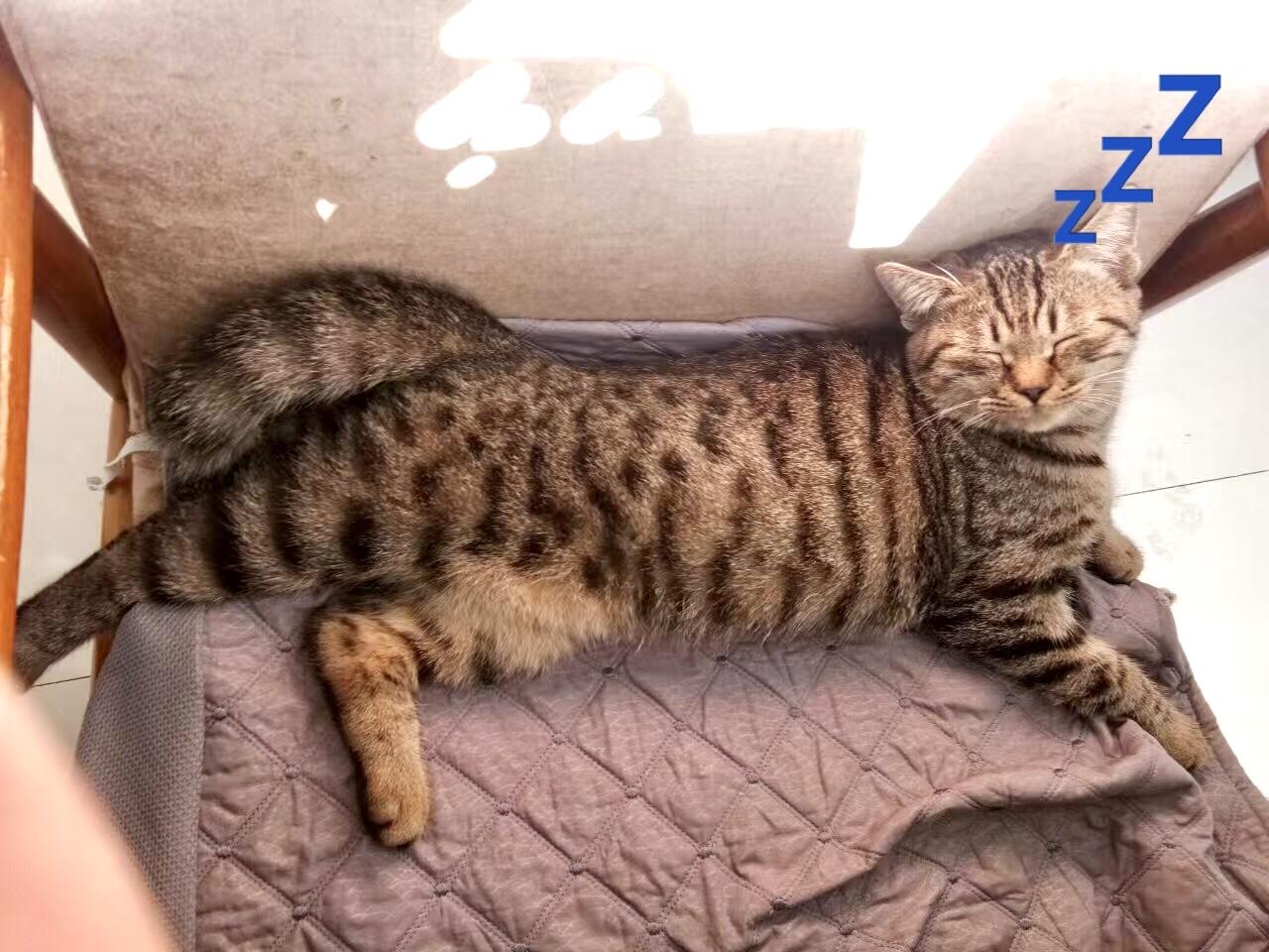 哎，累死猫了，这一天天过的，好好补补觉。