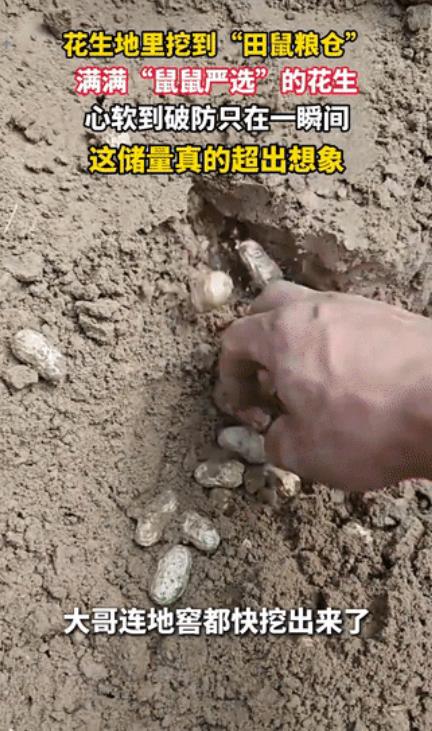 笑不活了！河南安阳，秦大哥下地收花生，瞅见田鼠洞口堆了一堆新土，抄起铁锹就往下挖