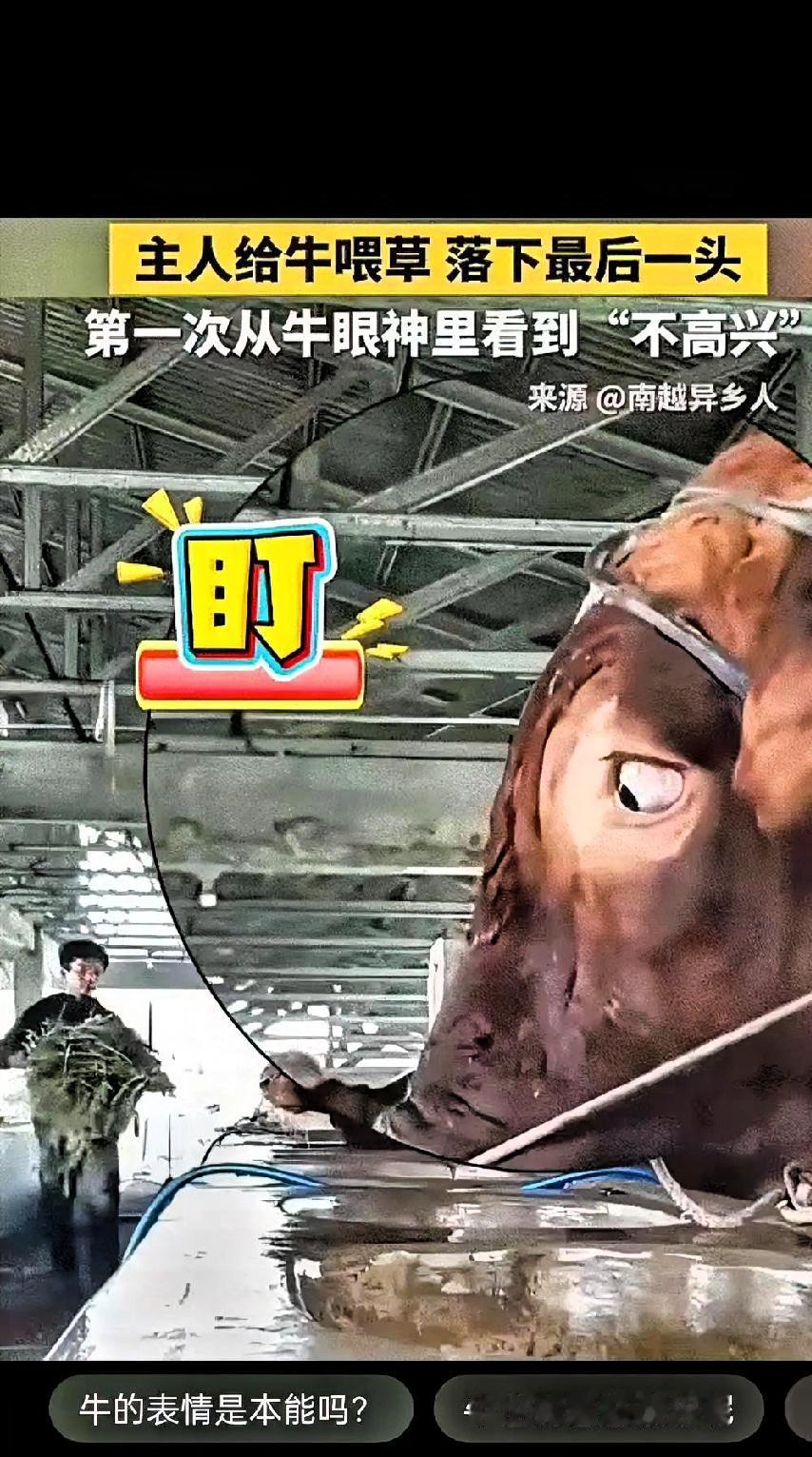 彻底解释不清了！近日，中国日报、新华社转发了一个视频。画面中，主人把一头牛给喂