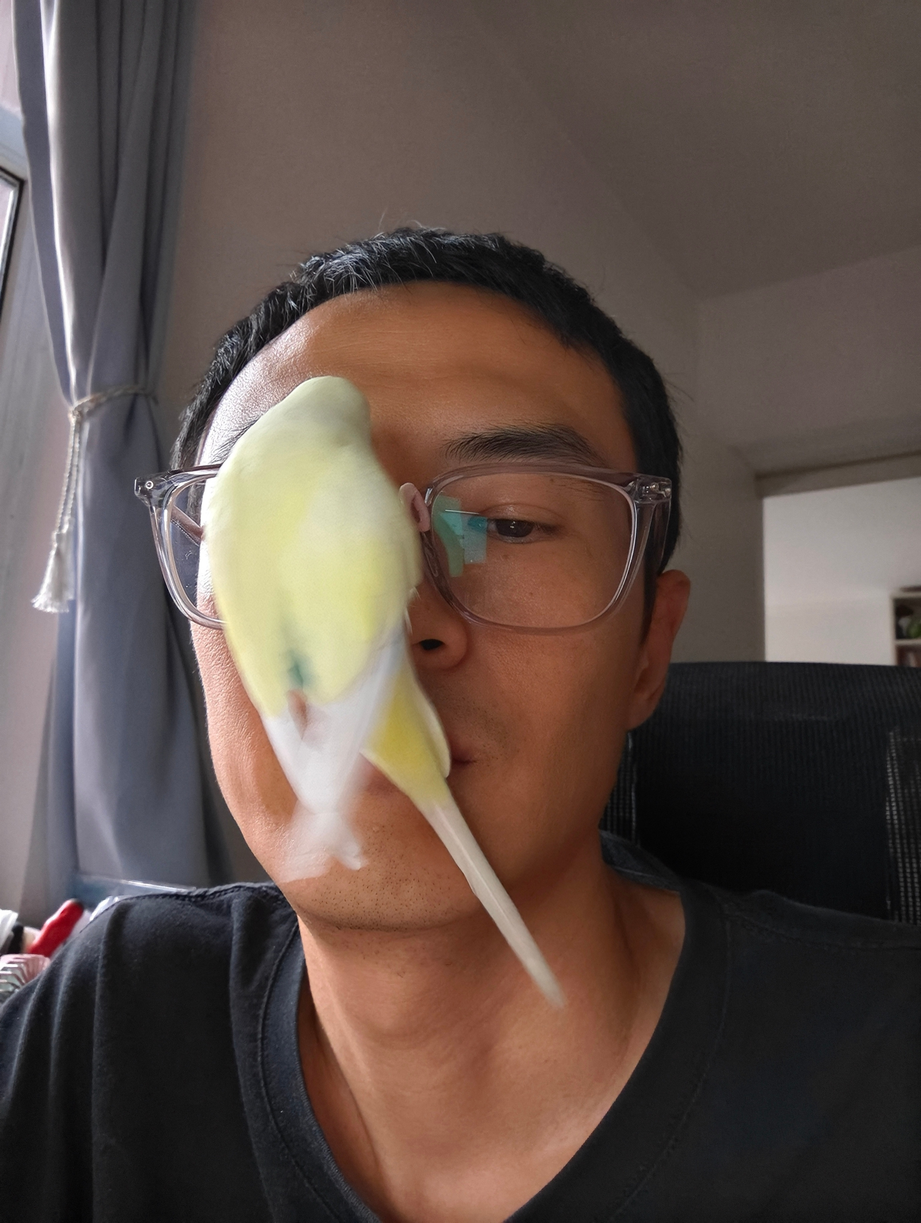 你们谁被抱脸鸟袭击过？鹦鹉小蓝和布丁​​​
