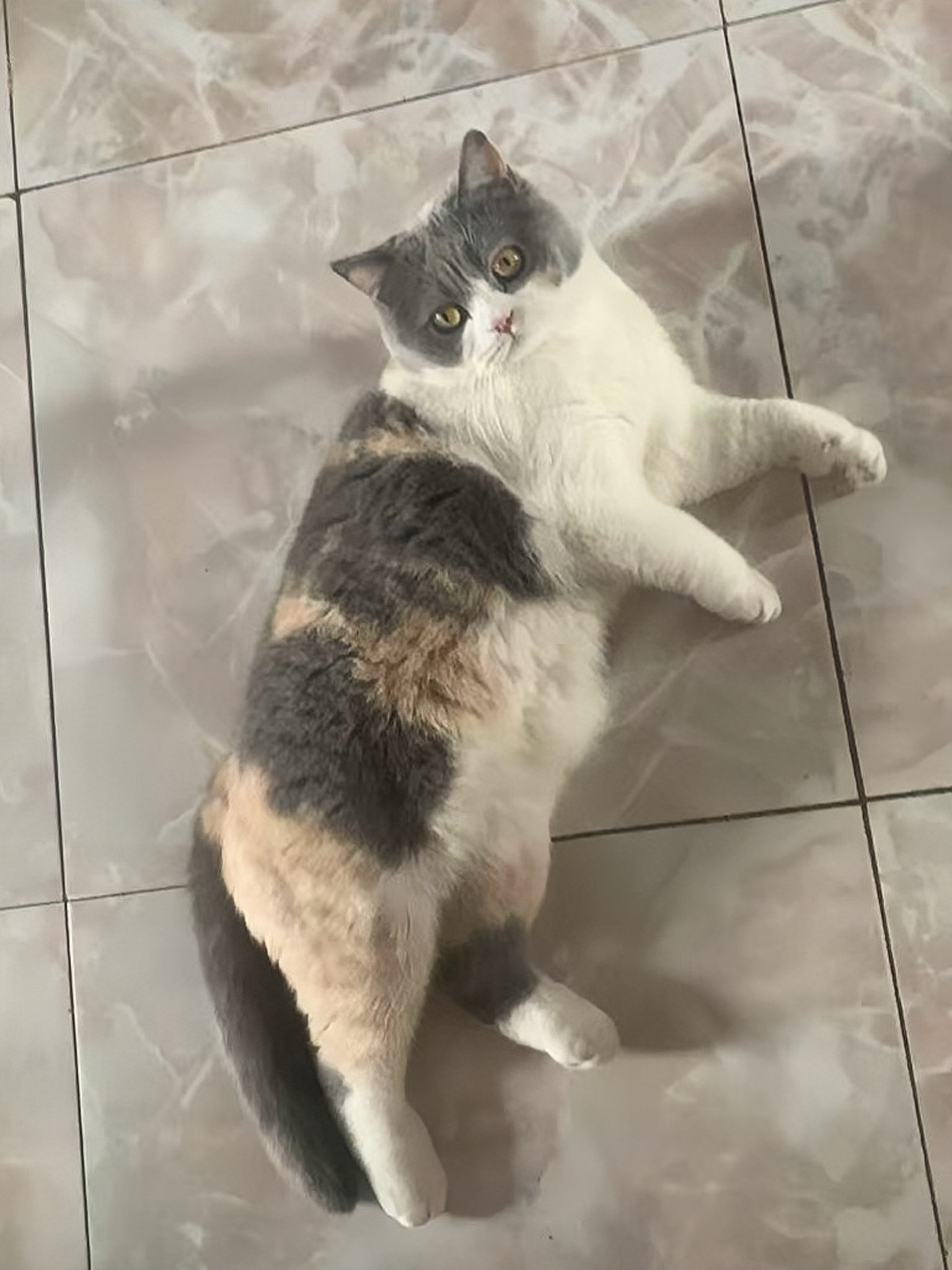 猫儿这个肥美​​​
