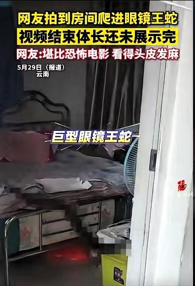 云南一女子去卧室睡觉，发现衣柜下有动静。她一开始以为是老鼠，小心翼翼探头查看，结