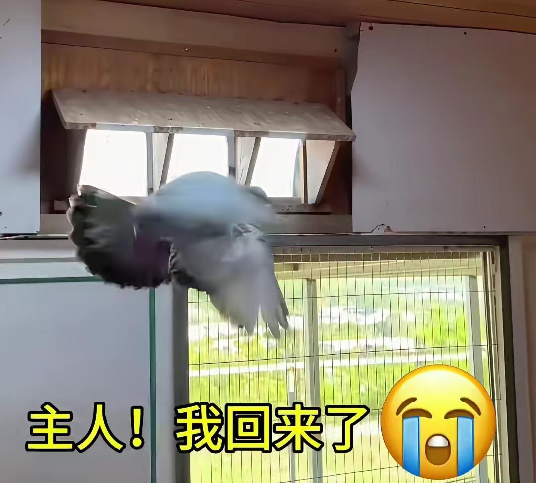 这是一羽不死必归的英雄鸽，看着都痛，主人快点治好它，小鸽兵兵好坚强！还能救活不