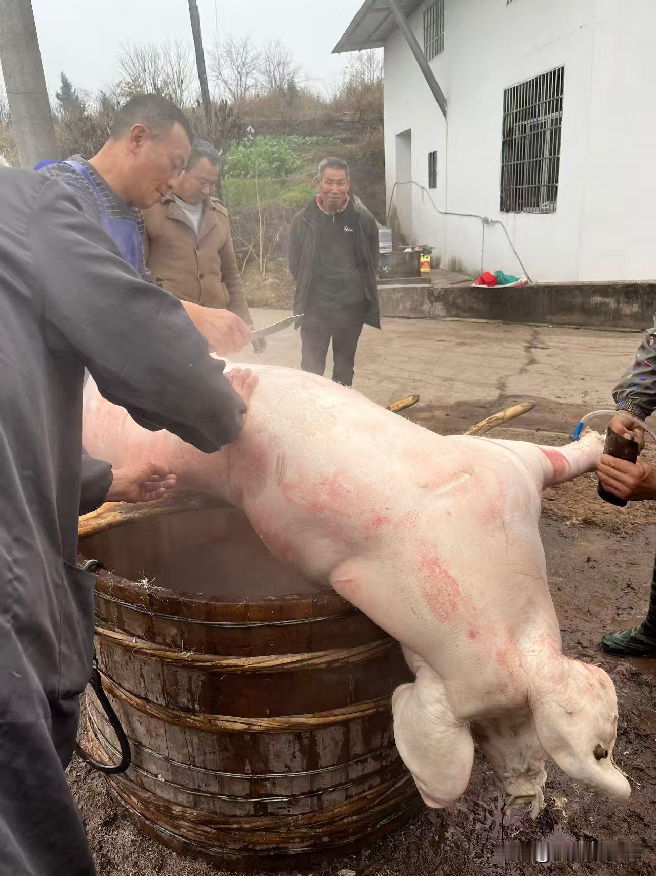 还有一个月就过年了没想到我妈在家把年猪都准备好了你们家有多少在备年货了啊