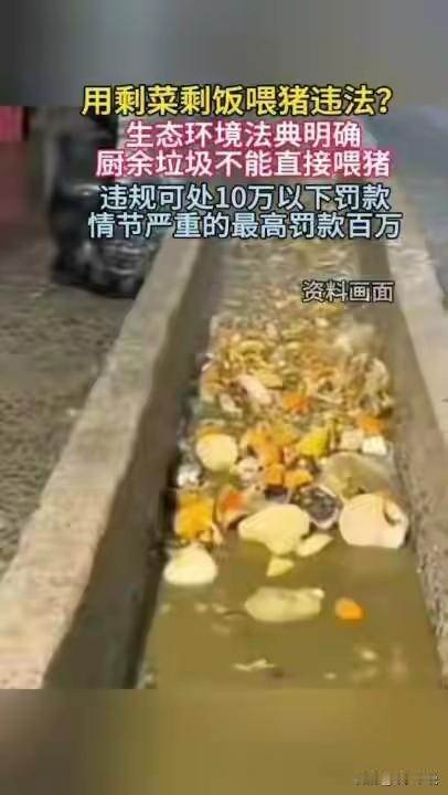 “泔水喂猪”不等于“生态养猪”今天“泔水喂猪”被禁止的词条登上了热搜，而很多人