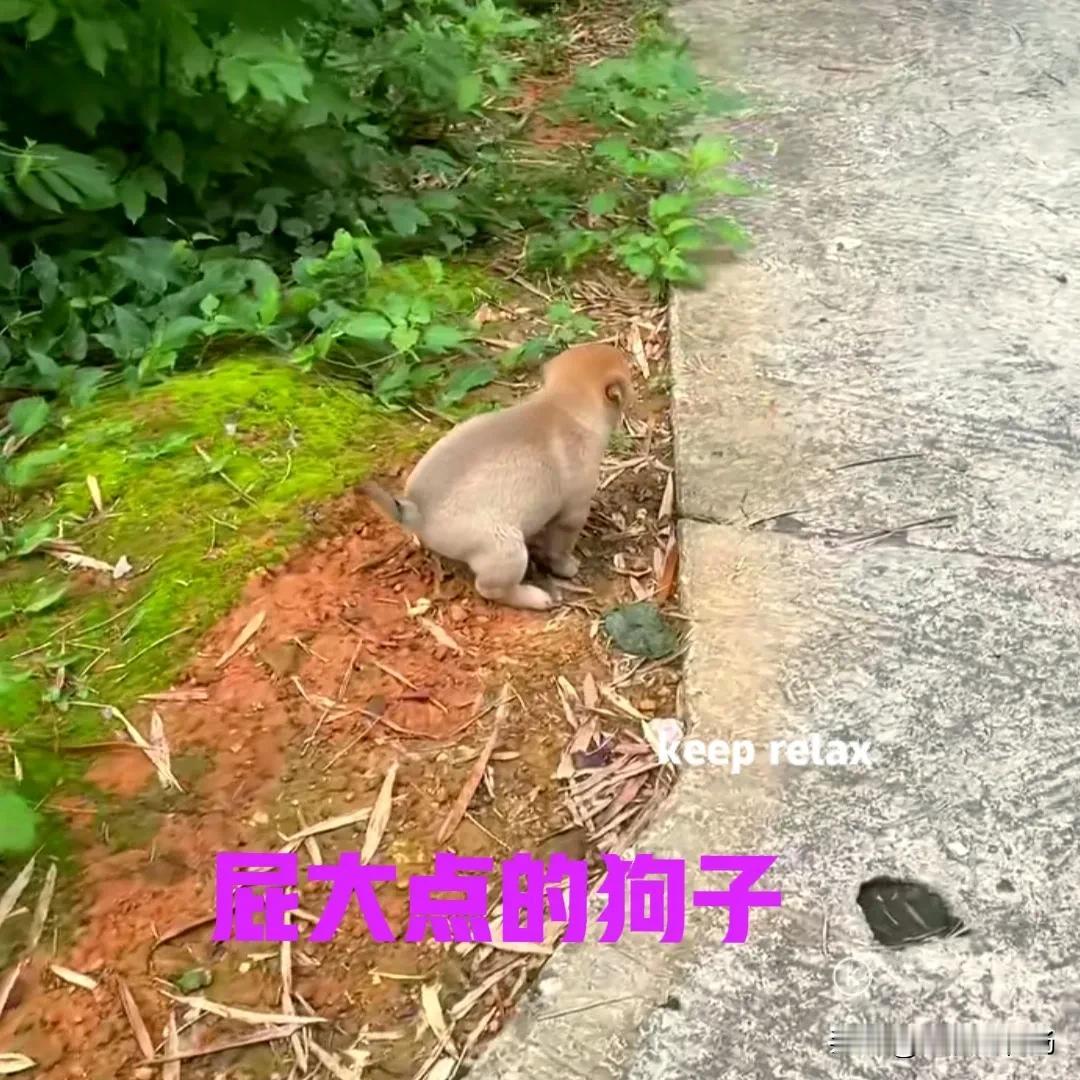 朋友家的母狗生了一窝小狗，现在小狗们已经断奶，于是向他要了一只。带小狗回家时，在