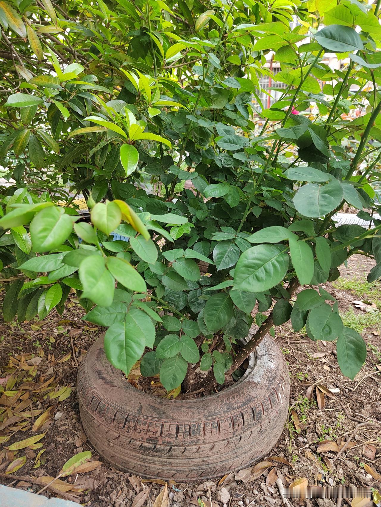 别人的好意，被我拒绝了！今年我退休了，获得了自由，可当我看到退休金的时候，我又