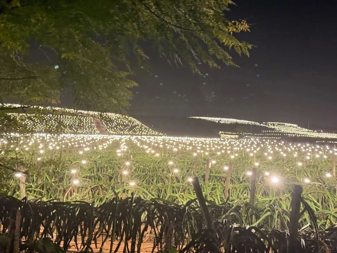 【大晚上的，为什么不让火龙果睡觉？】广西的火龙果又火了，带着它宛如演唱会现场一般