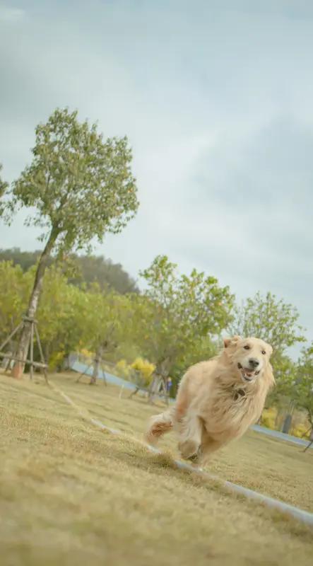 临近退休，我满心愉悦。去年，有两位老伙计退休了。听他们的描述，退休似乎并非人生